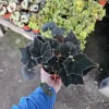 Begonia Black Velvet Live Plant - 4-Inch Pot, Fuzzy Leaf Indoor Plant - Image 1
