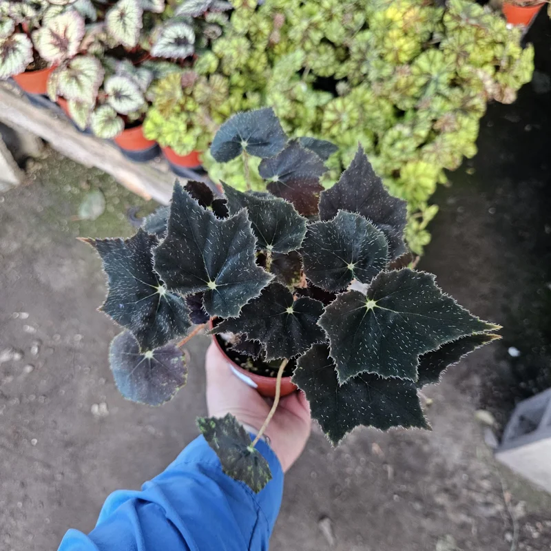 Begonia Black Velvet Live Plant - 4-Inch Pot, Fuzzy Leaf Indoor Plant - Image 1