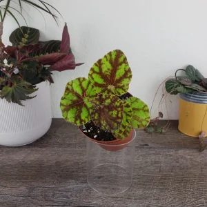 Begonia Cowardly Lion Live Plant – 4 Inch Pot Rex Begonia Hybrid Colorful Foliage Houseplant - Image 2