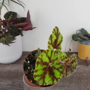 Begonia Cowardly Lion Live Plant – 4 Inch Pot Rex Begonia Hybrid Colorful Foliage Houseplant - Image 3