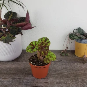 Begonia Cowardly Lion Live Plant – 4 Inch Pot Rex Begonia Hybrid Colorful Foliage Houseplant - Image 4