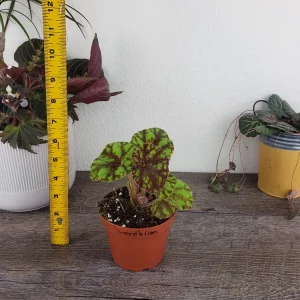 Begonia Cowardly Lion Live Plant – 4 Inch Pot Rex Begonia Hybrid Colorful Foliage Houseplant - Image 5