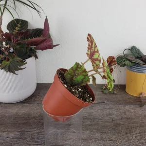 Begonia Cowardly Lion Live Plant – 4 Inch Pot Rex Begonia Hybrid Colorful Foliage Houseplant - Image 6