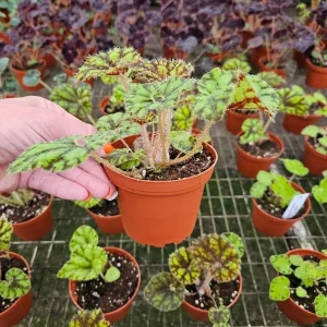 Begonia Cowardly Lion Live Plant – 4 Inch Pot Rex Begonia Hybrid Colorful Foliage Houseplant - Image 7