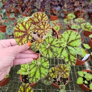 Begonia Cowardly Lion Live Plant – 4 Inch Pot Rex Begonia Hybrid Colorful Foliage Houseplant - Image 8