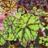 Begonia Cowardly Lion Live Plant – 4 Inch Pot Rex Begonia Hybrid Colorful Foliage Houseplant - Image 1