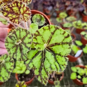 Begonia Cowardly Lion Live Plant – 4 Inch Pot Rex Begonia Hybrid Colorful Foliage Houseplant - Image 1