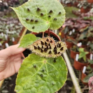 Begonia Ferox Live Plant - 4 Inch Pot, Rex Begonia Hybrid Houseplant - Image 2