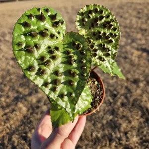 Begonia Ferox Live Plant - 4 Inch Pot, Rex Begonia Hybrid Houseplant - Image 1