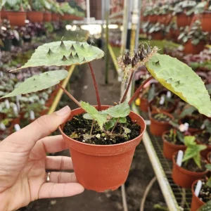 Begonia Ferox Live Plant - 4 Inch Pot, Rex Begonia Hybrid Houseplant - Image 3