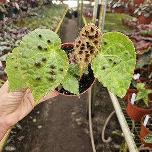 Begonia Ferox Live Plant - 4 Inch Pot, Rex Begonia Hybrid Houseplant - Image 4