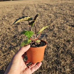 Begonia Ferox Live Plant - 4 Inch Pot, Rex Begonia Hybrid Houseplant - Image 5