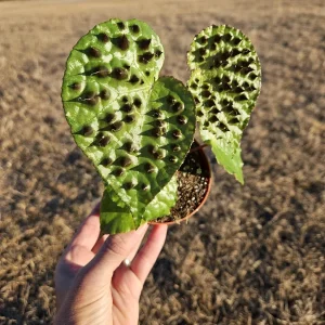 Begonia Ferox Live Plant - 4 Inch Pot, Rex Begonia Hybrid Houseplant - Image 6
