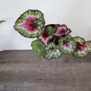 Begonia Harmony's Crazy Love Live Plant – Rex Begonia Hybrid – 4 Inch Pot – Colorful Foliage Houseplant – Indoor - Image 2