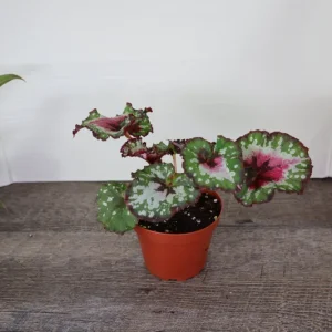 Begonia Harmony's Crazy Love Live Plant – Rex Begonia Hybrid – 4 Inch Pot – Colorful Foliage Houseplant – Indoor - Image 3