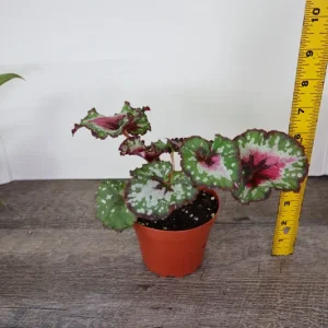 Begonia Harmony's Crazy Love Live Plant – Rex Begonia Hybrid – 4 Inch Pot – Colorful Foliage Houseplant – Indoor - Image 4