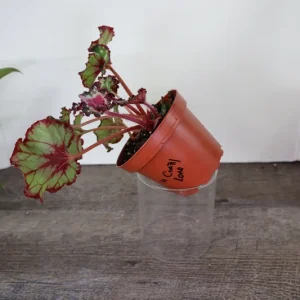 Begonia Harmony's Crazy Love Live Plant – Rex Begonia Hybrid – 4 Inch Pot – Colorful Foliage Houseplant – Indoor - Image 5