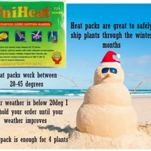 Begonia Harmony's Crazy Love Live Plant – Rex Begonia Hybrid – 4 Inch Pot – Colorful Foliage Houseplant – Indoor - Image 6