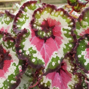Begonia Harmony's Crazy Love Live Plant – Rex Begonia Hybrid – 4 Inch Pot – Colorful Foliage Houseplant – Indoor - Image 1