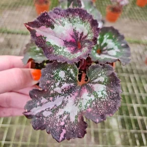 Begonia Harmony's First Kiss Live Plant - Rex Hybrid - 4 Inch Pot - Colorful Indoor Houseplant - Image 2