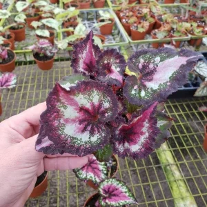 Begonia Harmony's First Kiss Live Plant - Rex Hybrid - 4 Inch Pot - Colorful Indoor Houseplant - Image 3