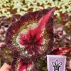 Begonia Harmony's First Kiss Live Plant - Rex Hybrid - 4 Inch Pot - Colorful Indoor Houseplant - Image 1