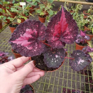 Begonia Harmony's Love Hurts Rex Begonia Live Plant - 4 Inch Pot - Colorful Foliage Houseplant - Image 2