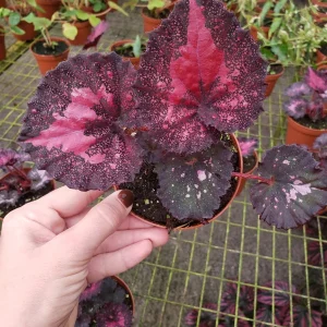 Begonia Harmony's Love Hurts Rex Begonia Live Plant - 4 Inch Pot - Colorful Foliage Houseplant - Image 3