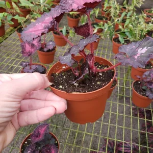 Begonia Harmony's Love Hurts Rex Begonia Live Plant - 4 Inch Pot - Colorful Foliage Houseplant - Image 4