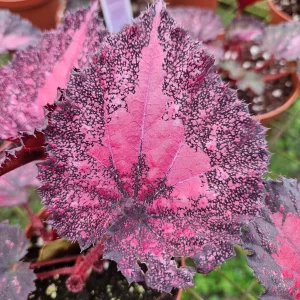 Begonia Harmony's Love Hurts Rex Begonia Live Plant - 4 Inch Pot - Colorful Foliage Houseplant - Image 5