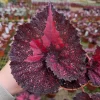 Begonia Harmony's Love Hurts Rex Begonia Live Plant - 4 Inch Pot - Colorful Foliage Houseplant - Image 1