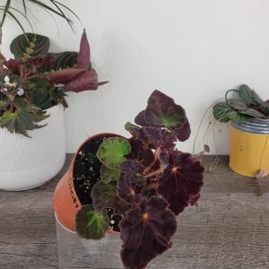 Begonia Madame O'Reilly Live Plant - Rex Begonia in 4 Inch Pot for Indoors - Image 2