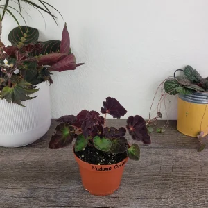 Begonia Madame O'Reilly Live Plant - Rex Begonia in 4 Inch Pot for Indoors - Image 3