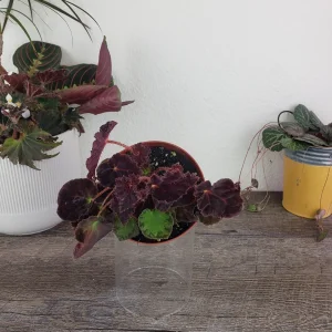 Begonia Madame O'Reilly Live Plant - Rex Begonia in 4 Inch Pot for Indoors - Image 4