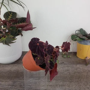 Begonia Madame O'Reilly Live Plant - Rex Begonia in 4 Inch Pot for Indoors - Image 5