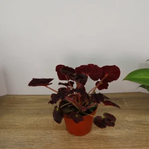 Begonia Madame O'Reilly Live Plant - Rex Begonia in 4 Inch Pot for Indoors - Image 6