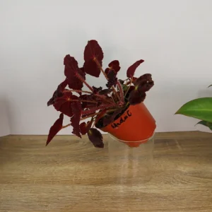 Begonia Madame O'Reilly Live Plant - Rex Begonia in 4 Inch Pot for Indoors - Image 7