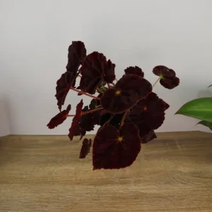 Begonia Madame O'Reilly Live Plant - Rex Begonia in 4 Inch Pot for Indoors - Image 8