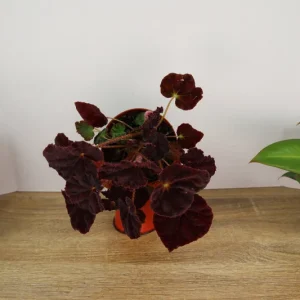 Begonia Madame O'Reilly Live Plant - Rex Begonia in 4 Inch Pot for Indoors - Image 9