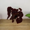 Begonia Madame O'Reilly Live Plant - Rex Begonia in 4 Inch Pot for Indoors - Image 1