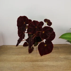 Begonia Madame O'Reilly Live Plant - Rex Begonia in 4 Inch Pot for Indoors - Image 1