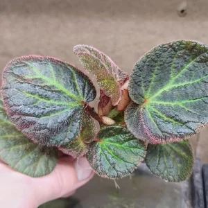 Begonia Manaus Live Plant – 3 Inch Pot – Rooted Indoor Houseplant - Image 2