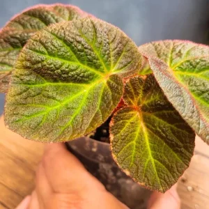Begonia Manaus Live Plant – 3 Inch Pot – Rooted Indoor Houseplant - Image 3