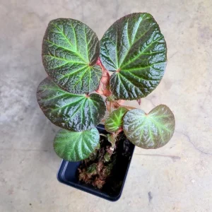 Begonia Manaus Live Plant – 3 Inch Pot – Rooted Indoor Houseplant - Image 4