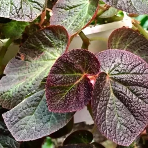 Begonia Manaus Live Plant – 3 Inch Pot – Rooted Indoor Houseplant - Image 1