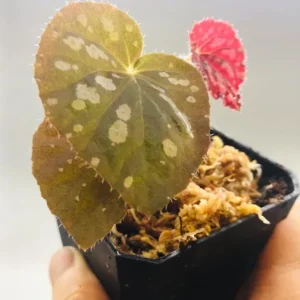 Begonia Rex 'Betsy' Live Plant – 1 Leaf Starter in 2 Inch Pot – Colorful Foliage Houseplant - Image 2