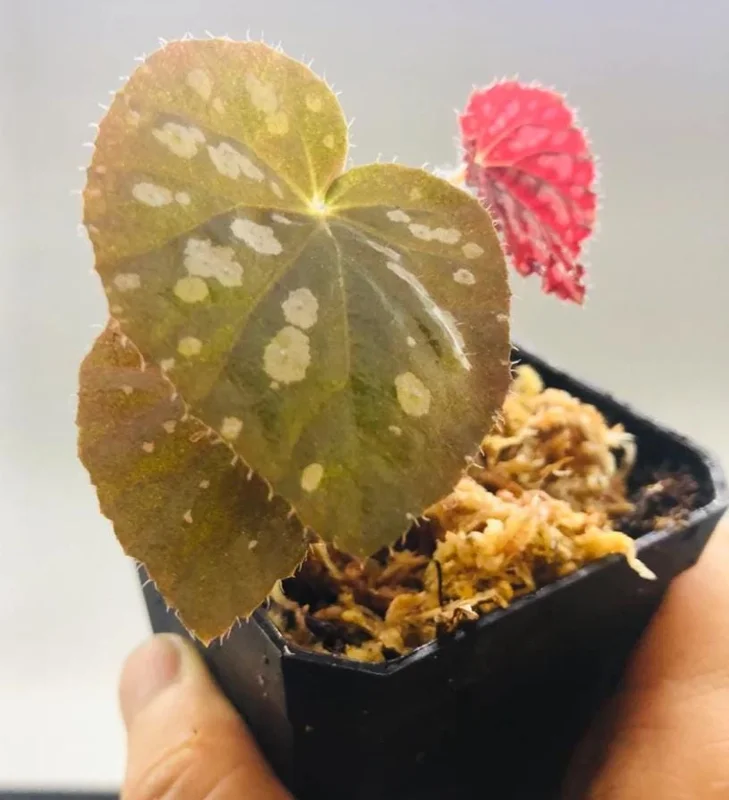 Begonia Rex 'Betsy' Live Plant – 1 Leaf Starter in 2 Inch Pot – Colorful Foliage Houseplant - Image 2