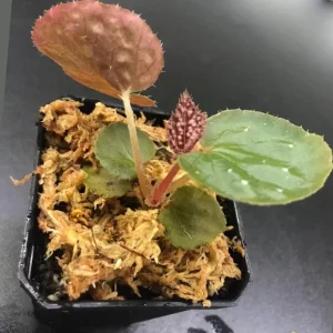 Begonia Rex 'Betsy' Live Plant – 1 Leaf Starter in 2 Inch Pot – Colorful Foliage Houseplant - Image 3