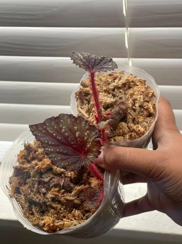 Begonia Rex 'Betsy' Live Plant – 1 Leaf Starter in 2 Inch Pot – Colorful Foliage Houseplant - Image 1