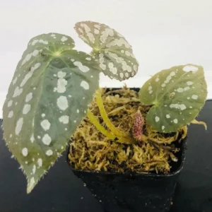 Begonia Rex 'Betsy' Live Plant – 1 Leaf Starter in 2 Inch Pot – Colorful Foliage Houseplant - Image 4